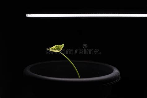 Growing Plant Indoors With Artificial Light Stock Photo Image Of