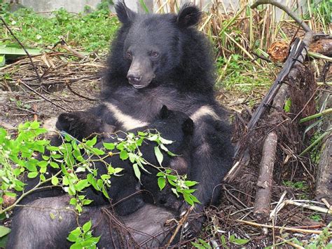 【動物】瀕危的台灣黑熊 上 健行筆記