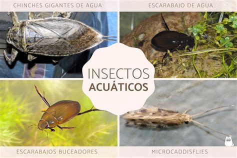 Insectos Acu Ticos Tipos Caracter Sticas Y Ejemplos Con Fotos