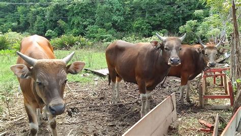 Populasi Sapi Di Kolaka Utara 4 165 Ekor Dijual Rp10 Rp18 Juta Untuk