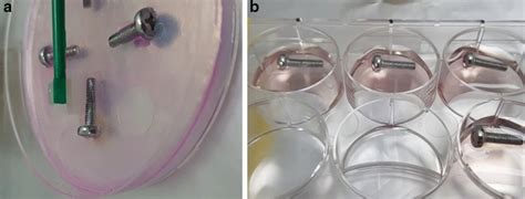 a Cutting with a sterile cell scraper, b screw still buried in agar... | Download Scientific Diagram