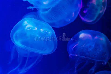 Closeup of Beautiful Jellyfish in Aquarium Stock Image - Image of ...