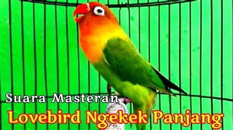 Masteran Lovebird Fighter Ngekek Panjang Jeda Rapat YouTube