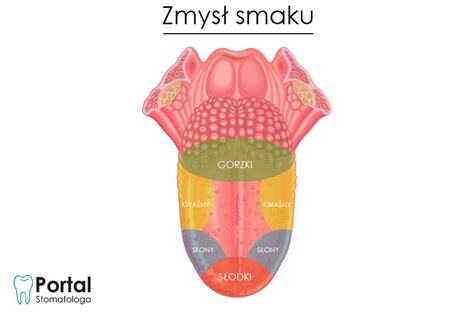 Kubki Smakowe Portal Stomatologa