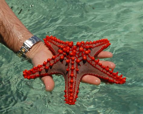 Wallpapers Underwater World Starfish Animals Photo 210041 Морская