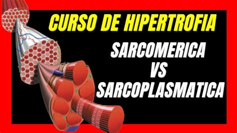 Tipos De Crecimento Muscular Hipertrofia Sarcomerica Vs Images