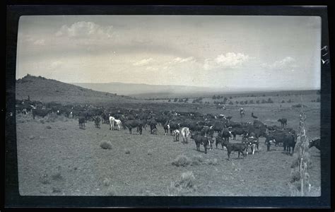 Herding cattle - OHS Digital Collections