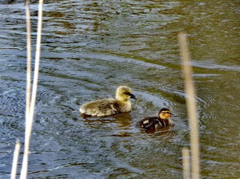 Premium Photo | Two baby ducks are swimming in a body of water.