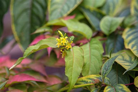 Bush Honeysuckle: Native Plant Guide