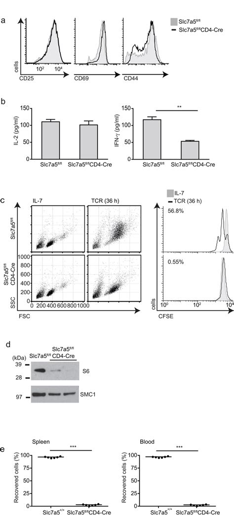 Activation And Proliferation Of Slc A Fl Fl Cd Cre T Cells Ot I