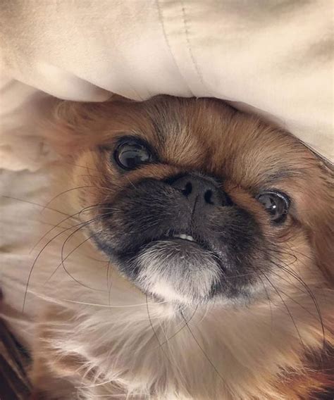 15 Realities That New Pekingese Owners Must Accept The Paws