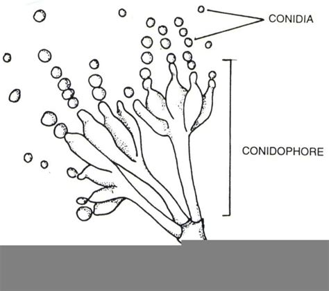 General Characteristic Of Molds Biology Ease