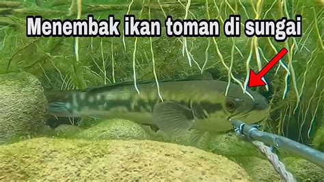 Nembak Ikan Toman Dalam Air Spearfishing Di Taiwan YouTube