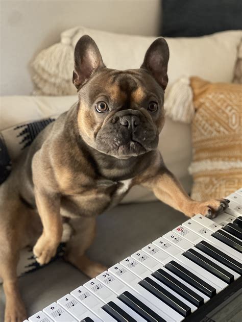 AKC Breeding Standards for French Bulldogs — The Frenchie Stud