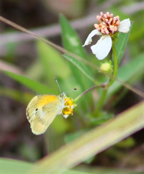 Dainty Sulphur Butterfly Project Noah