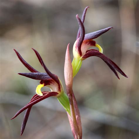 Lyperanthus Suaveolens Brown Beaks Keren Flickr