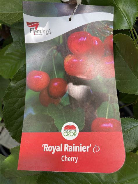 Cherry Royal Rainier 33cm Poyntons Nursery