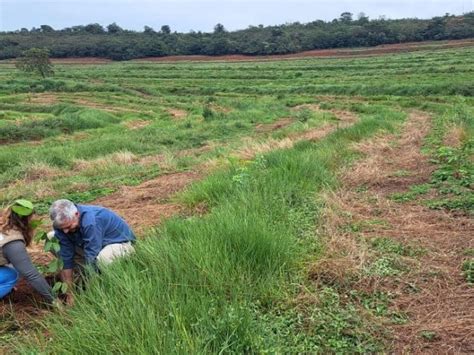 Projeto muda cenário de parque plantio de mudas nativas e