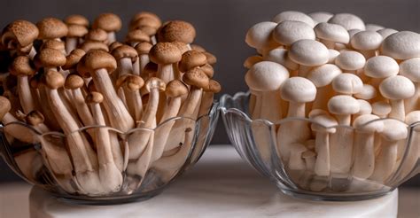 The Complete Guide to Shimeji Mushrooms (Hypsizygus tessulatus) + How to Grow Them | GroCycle