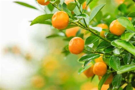 The Tangerine Tree Minneopa Orchards