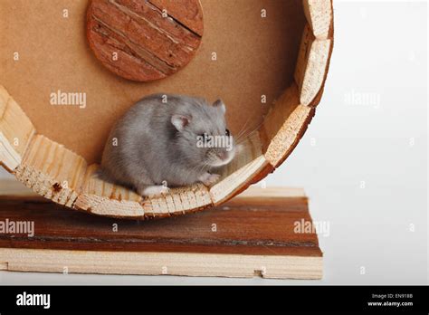 Campbells Dwarf Hamster Hi Res Stock Photography And Images Alamy