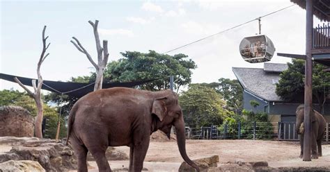 Sky Safari Revitalisation | Taronga Conservation Society Australia