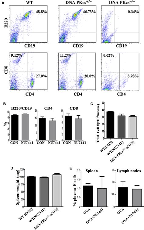 Dna Pk Inhibition Pharmacologically Or By Gene Heterozygosity Does