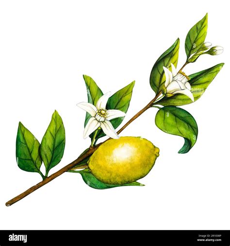 Watercolor Lemon Tree Branch With Flowers Isolated On White Background Hand Drawn Botanical