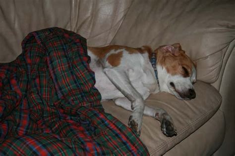 Sleeping Beagle - Beagle Forum : Our Beagle World Forums