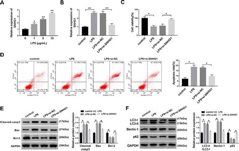 Snhg Knockdown Alleviated The Effects Of Lps Treatment On Cell