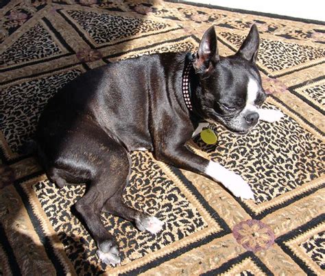 CANINE SKIN CANCER | CANINE SKIN CANCER