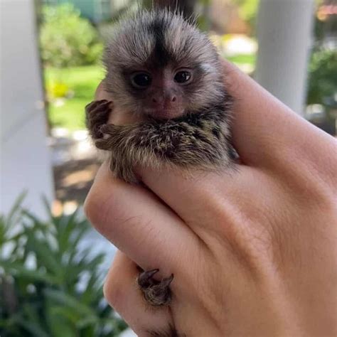 Pygmy Marmoset Monkey For Sale With Worldwide Shipping