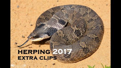 Herping 2017 Extra Clips Youtube