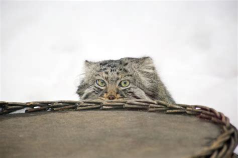 Hunting Pallas`s Cat, Also Known As the Manul. Stock Image - Image of fangs, fauna: 100693995