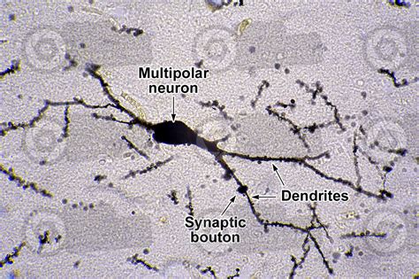 Mammal Cerebral Cortex Neuron Silver Stain X Neuron Mammals