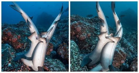 Rare Photos Of Sharks Having Sex Pictolic