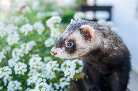 Insulinoma Nel Furetto Cosa Si Vede A Livello Dell Ecografia