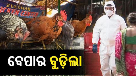 Bird Flu Chicken Sales Drop After Flu Scare In Bhubaneswar Youtube