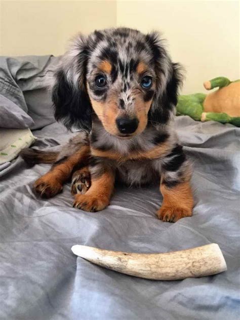 Dachshund Dapple Puppies | PETSIDI