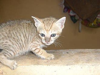 komunikasi kucing wikipedia bahasa indonesia ensiklopedia bebas