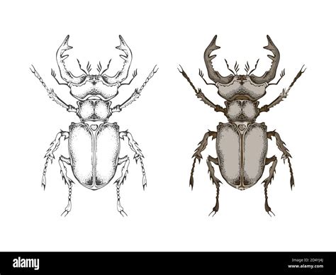 Vector Illustration With Hand Drawn Stag Beetle Two Variants Of Insect