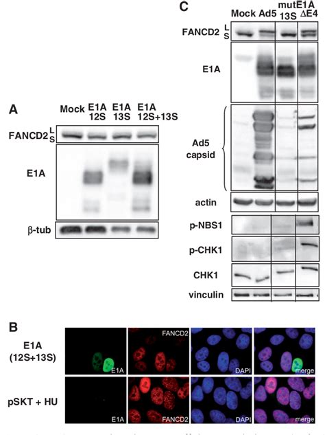 Figure From The Fanc Pathway Is Activated By Adenovirus Infection And