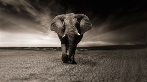 4k Elephant Wallpapers - Wallpaper Cave