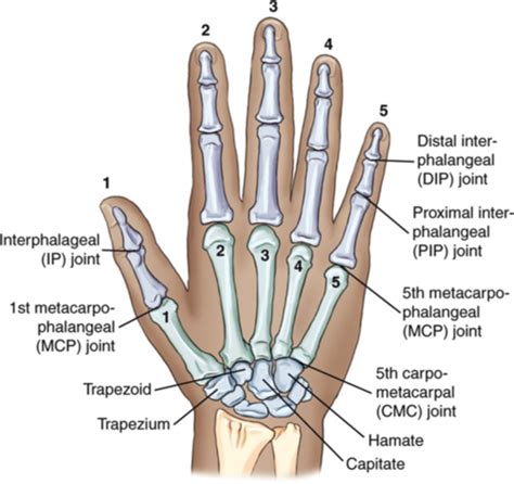 Metacarpophalangeal Joint Thumb