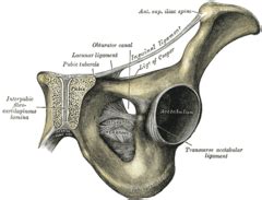 Pubis (bone) - Simple English Wikipedia, the free encyclopedia