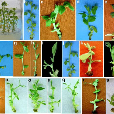 Variation in stipule morphology and arrangement of stipule in respect ...