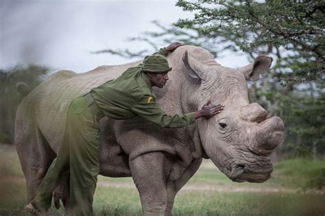 Last Male Northern White Rhino Dies After Health Complications Leaving