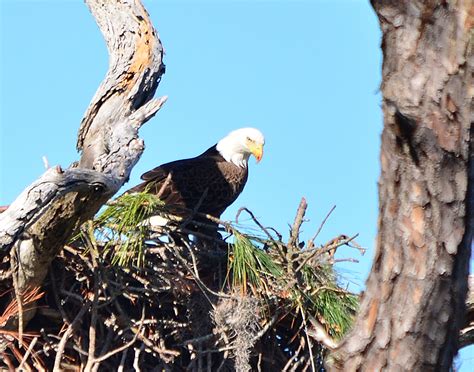 World Amazing Wallpapers: Bald eagle's nest at Honeymoon Island