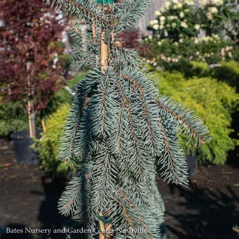 Picea Pun Glauca Slenderina Pendula Weeping Colorado Blue Spruce