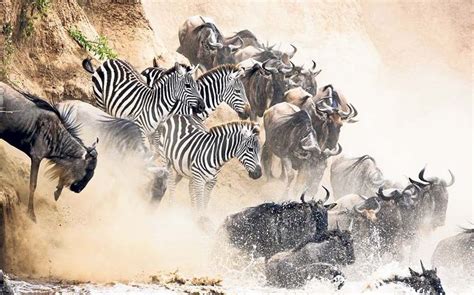 Witness the Great Migration in Kenya